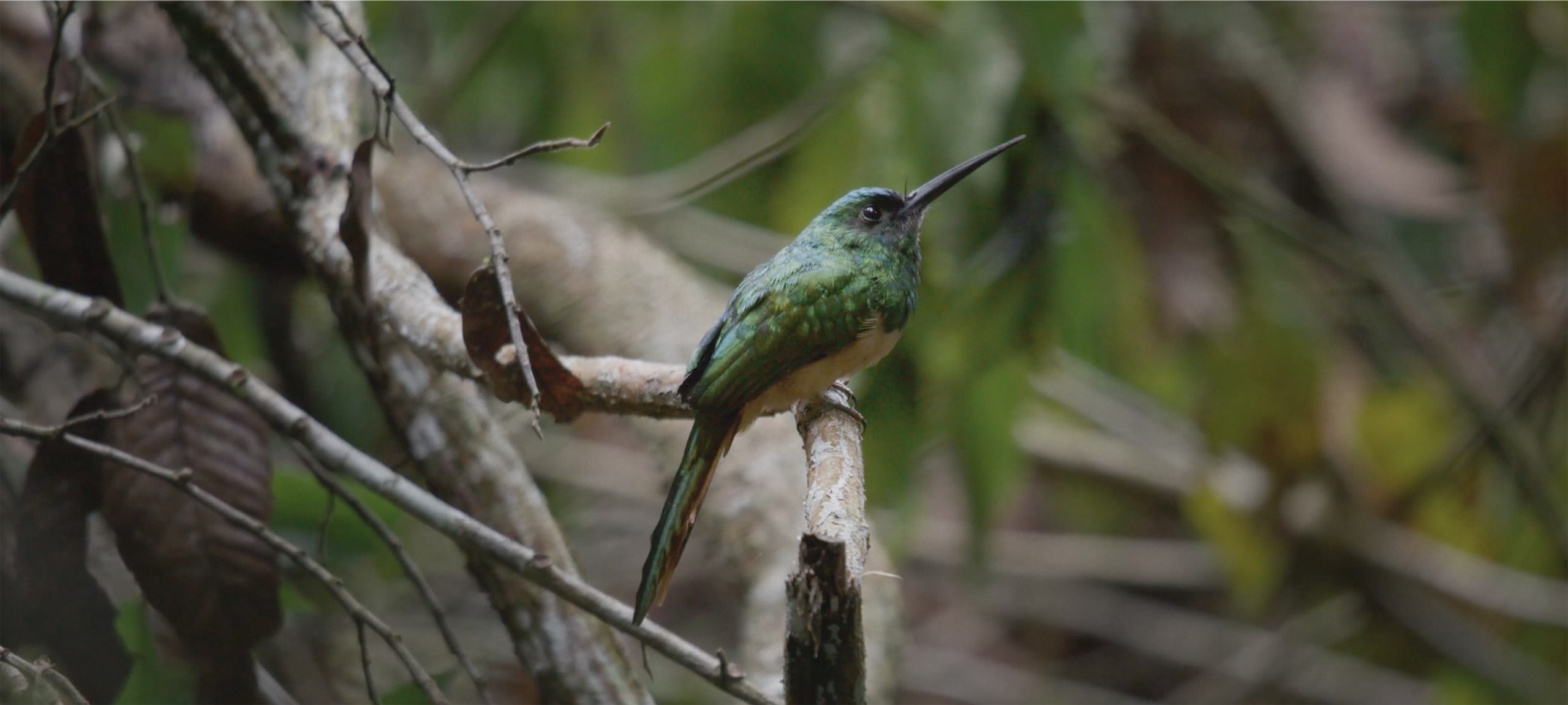 This image shows a tropical green bird in the jungle.jpg